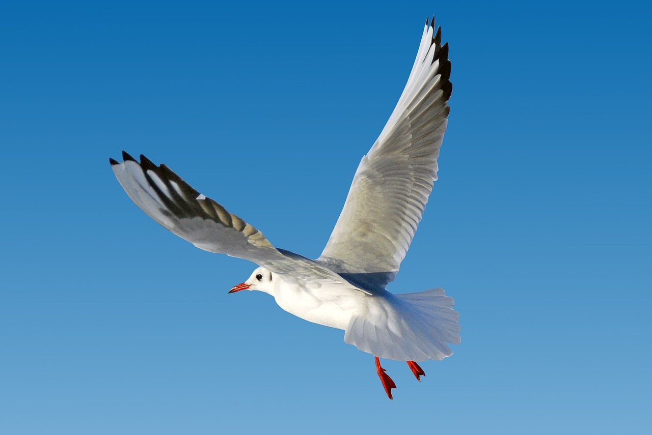 Möwe im Flug